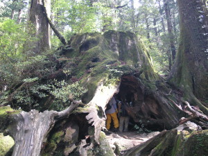 屋久島　Yakushima