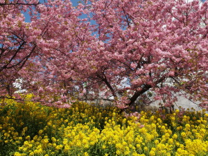 西平畑公園　Nishihirahata Park