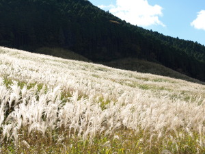 仙石原ススキ草原　Sengokuhara-Susuki Grass Field