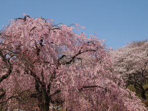 三ッ池公園-15