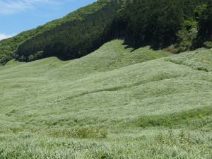 仙石原ススキ草原-02