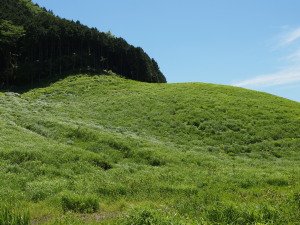 仙石原ススキ草原-03