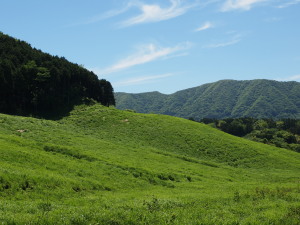 仙石原ススキ草原-07