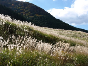 仙石原ススキ草原-09