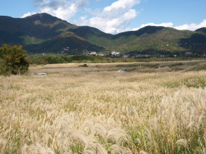 仙石原ススキ草原-15