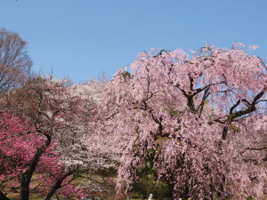 三ッ池公園-07