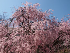 三ッ池公園-08