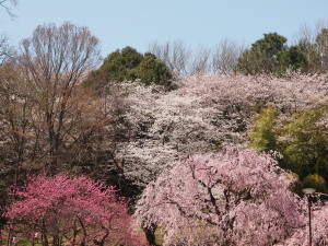 三ッ池公園-14