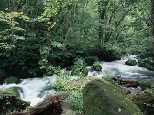 奥入瀬渓流　Oirase Gorge