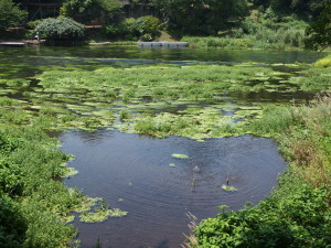 柿田川公園　Kakitagawa Park