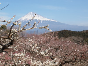 岩本山公園　Iwamotoyama Park