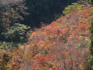 どうだん原-05