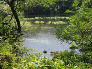 柿田川公園-05