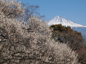 岩本山公園-02