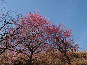 岩本山公園-05