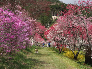 花桃の里　Peach blossom grove