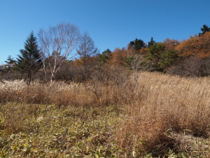 八島ヶ原湿原-06