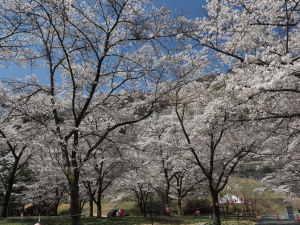 大西公園-03