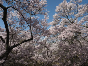 高遠城址公園-01