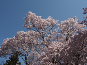 高遠城址公園-04