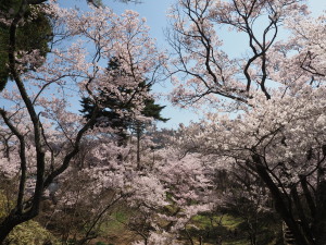 高遠城址公園-07