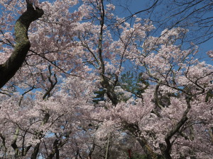 高遠城址公園-10