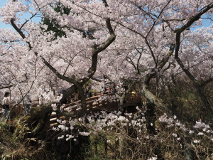 高遠城址公園-15