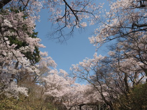 高遠城址公園-17