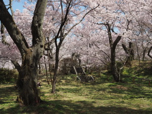 高遠城址公園-20