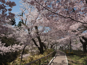 高遠城址公園-21