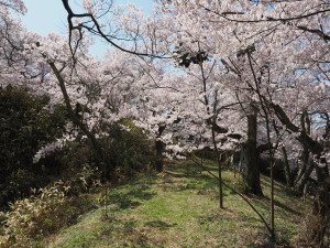 高遠城址公園-22