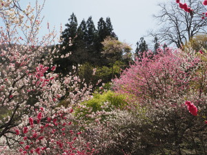 花桃の里-07