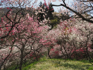 花桃の里-08