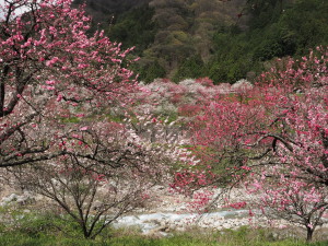 花桃の里-12