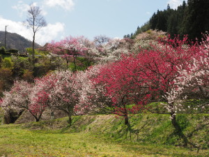 花桃の里-14