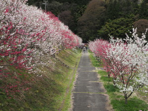 花桃の里-15