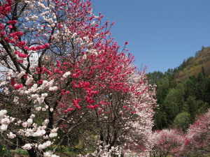 花桃の里-16