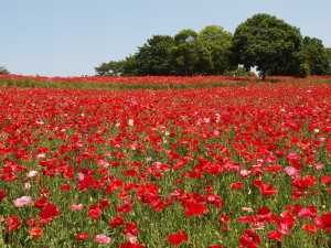 国営昭和記念公園　Showa Kinen Park