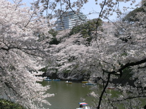 千鳥ヶ淵　Chidorigafuchi