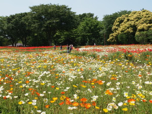 昭和記念公園-07