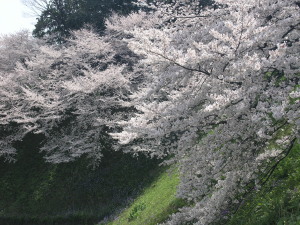 千鳥ヶ淵-06