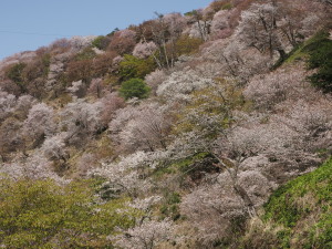 吉野山　Yoshinoyama