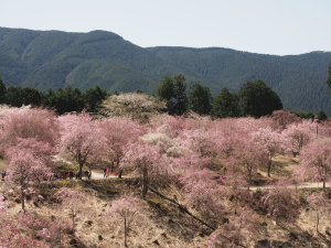 高見の郷-26