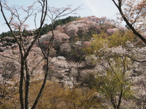 吉野山-01