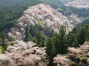 吉野山-06