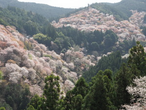 吉野山-07