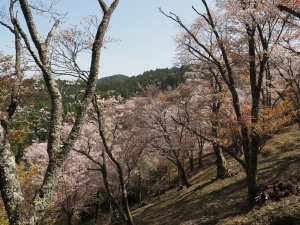 吉野山-12