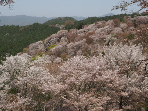 吉野山-18