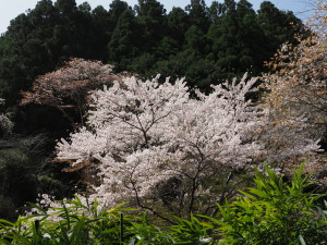 吉野山-28