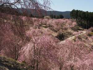 高見の郷-01